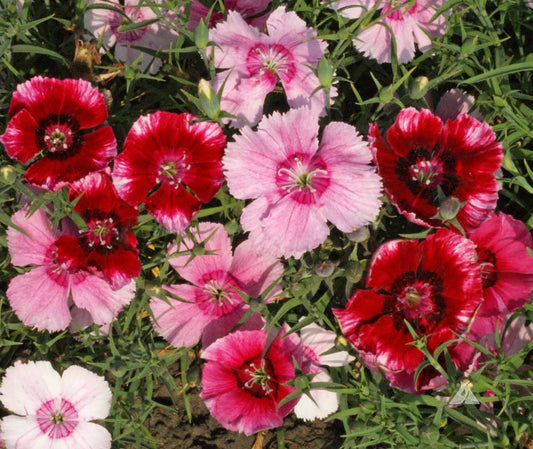 How to grow Dianthus flowers from Seeds