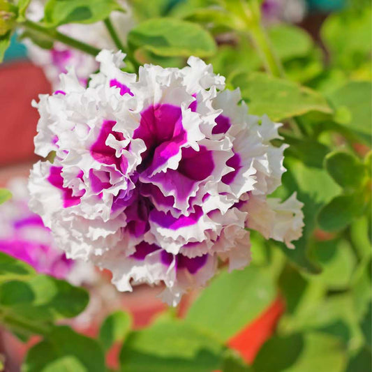 A Garden Without Borders: Discovering the Magic of Imported Flower Seeds