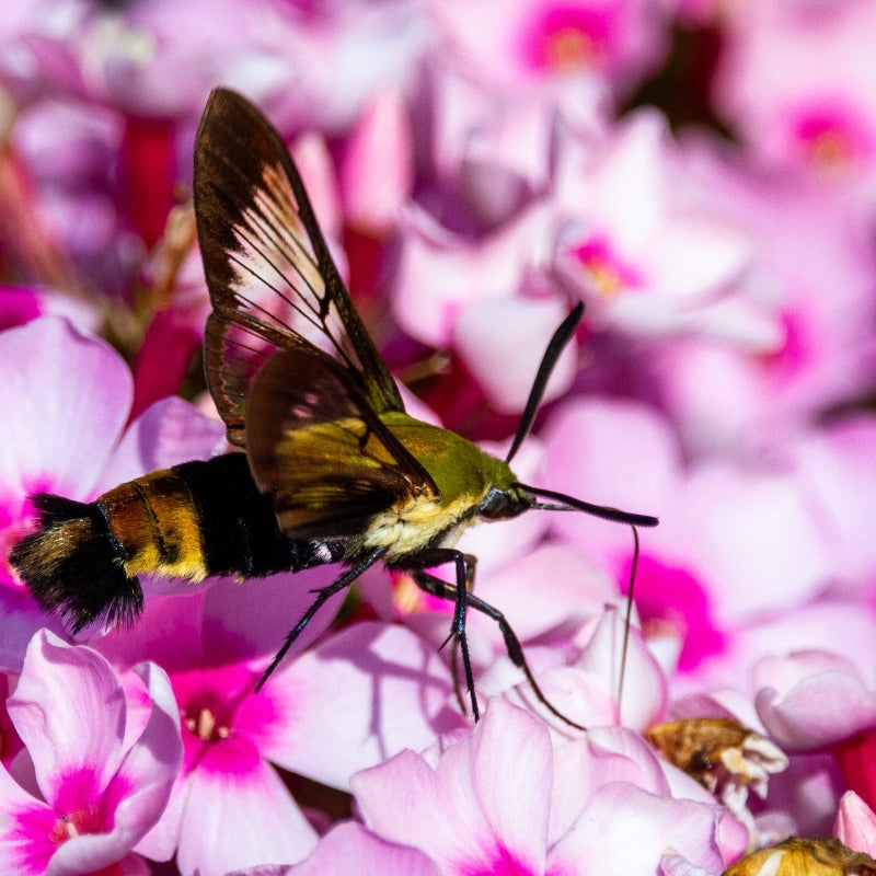 How to Grow Phlox Drummondii from Seeds