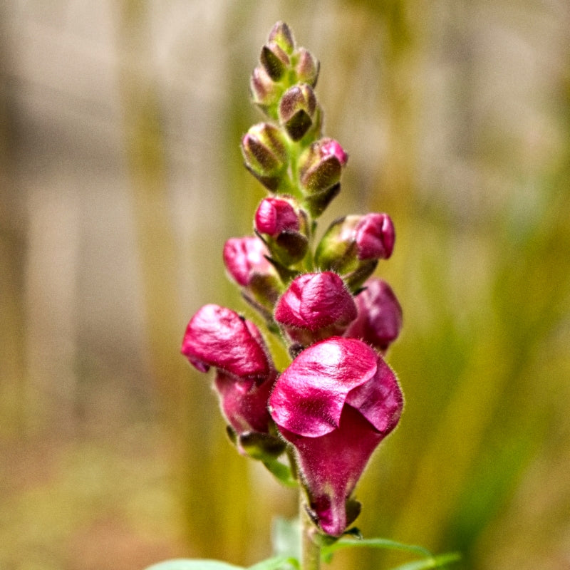 How to Grow antirrhinum (Snapdragon ) from Seeds