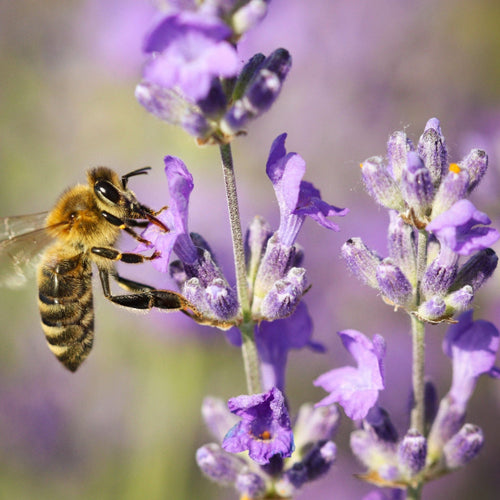 How to attract pollinators to your garden