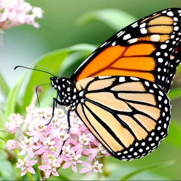 Butterflies and Bees: Our Pollinating Friends