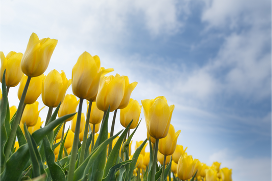 The Vital Role of Soil in Growing Healthy Flowers and Vegetables