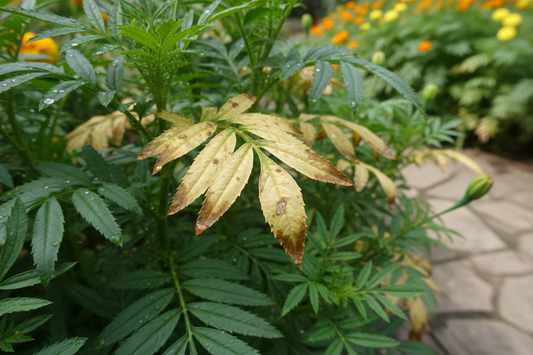 Why Are My Marigold Leaves Turning Yellow? A Complete Troubleshooting Guide