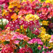 User How to Grow Nemesia from Seeds