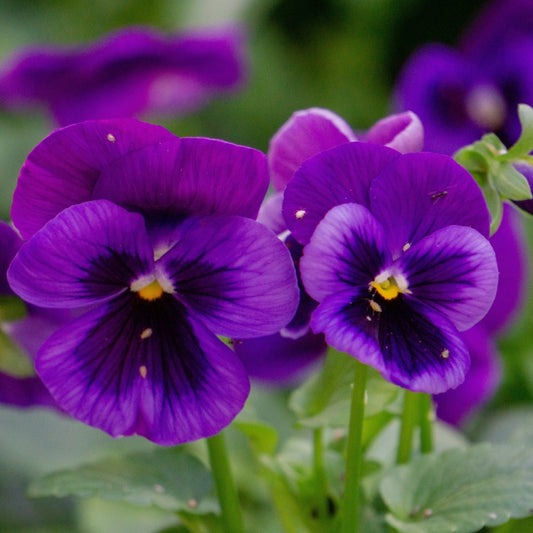 How to grow Pansy flowers from Seeds