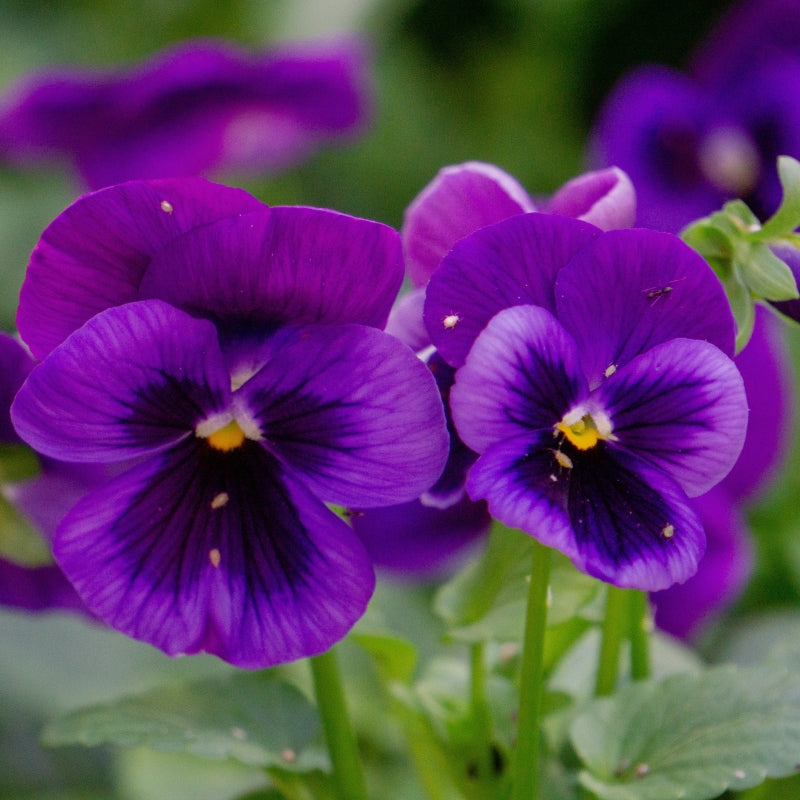 Why Your Terrace Garden Flowers Don't Bloom (And How to Fix It)