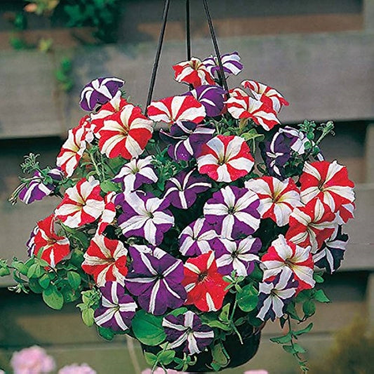 Petunia Flowers: A Colorful Delight in the Garden