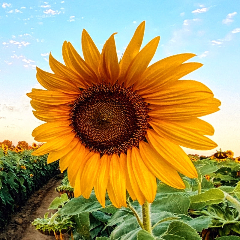 Sowing Sunshine: Mastering Sunflower Cultivation in Diverse Indian Cli –  greeniebeaniegardening.com