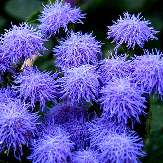 50 Premium Seeds of Agartum Balls Flowers