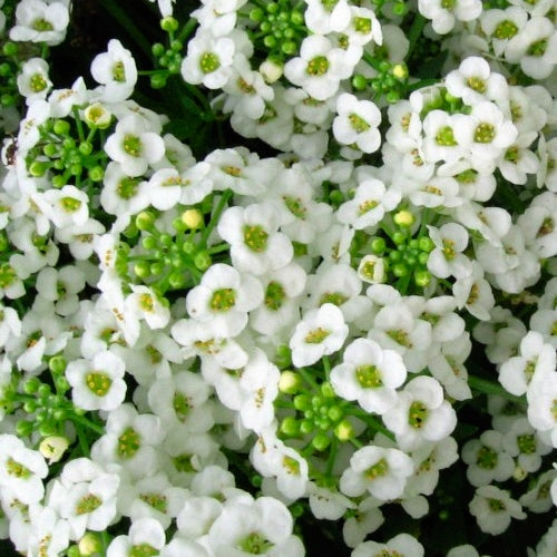 50 Premium Seeds of Allysum Benthami White