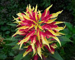 Premium Amaranthus Tricolor Molten Fire Seeds (50 Seeds)