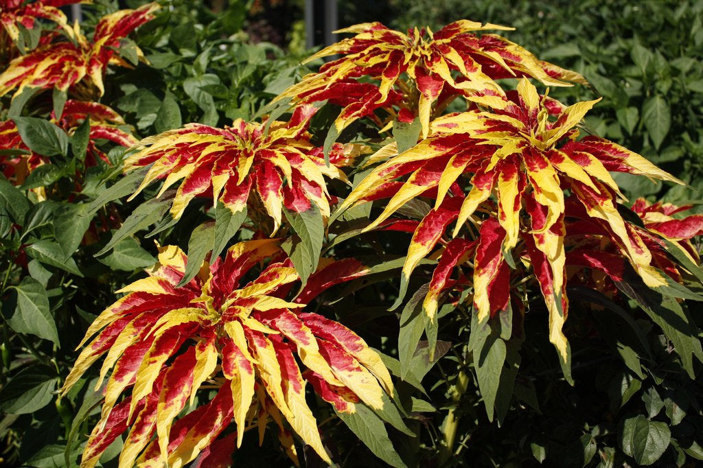 Premium Amaranthus Tricolor Molten Fire Seeds (50 Seeds)