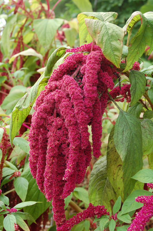 Premium Amaranthus Love Lies Bleeding ( 50 Seeds)