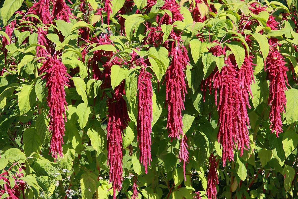 Premium Amaranthus Love Lies Bleeding & Amaranthus Tricolor Molten Fire ( 100 Seeds)