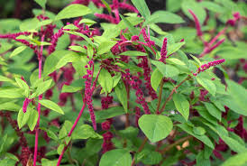 Premium Amaranthus Love Lies Bleeding ( 50 Seeds)