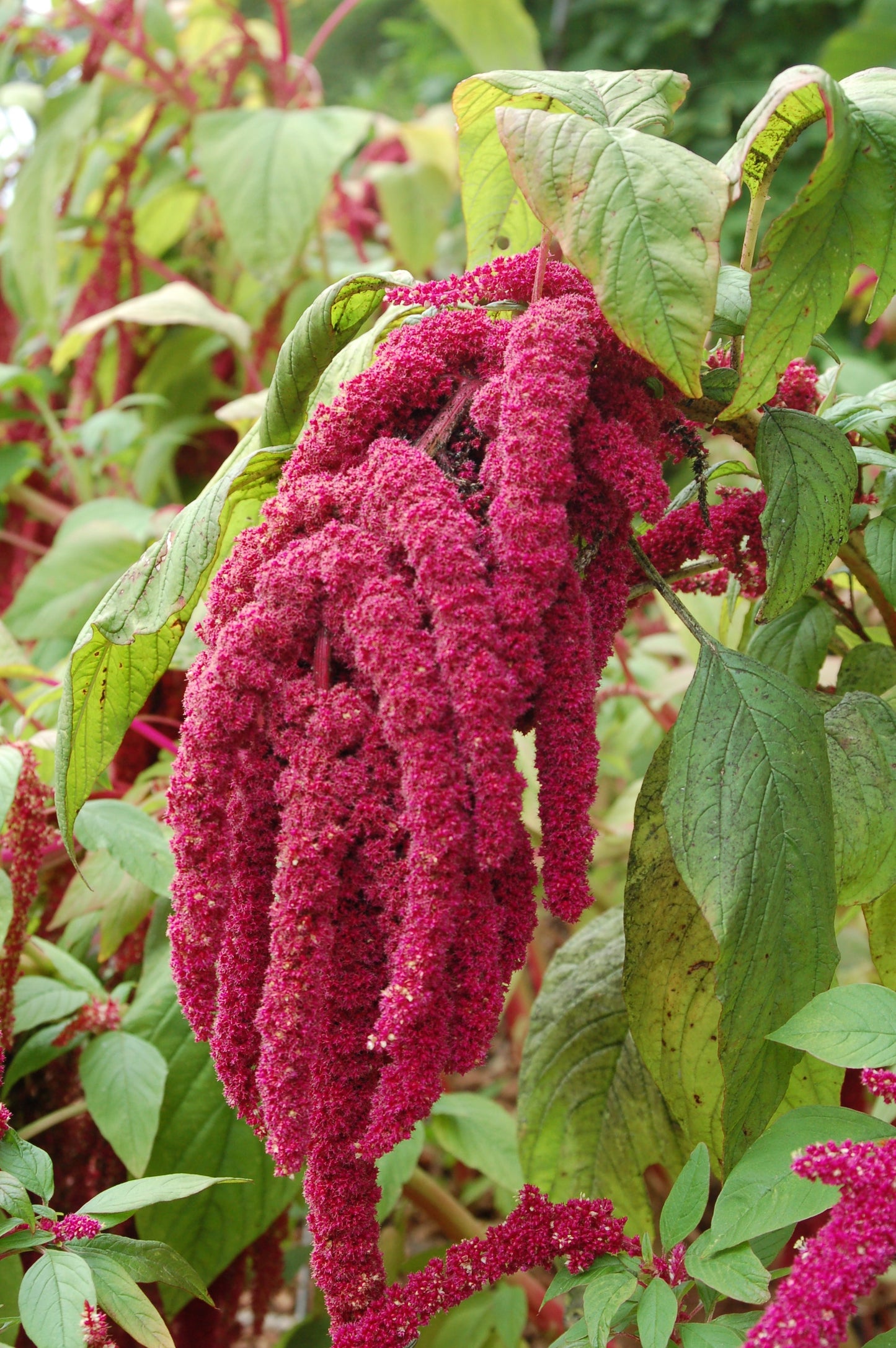 Premium Amaranthus Love Lies Bleeding & Amaranthus Tricolor Molten Fire ( 100 Seeds)