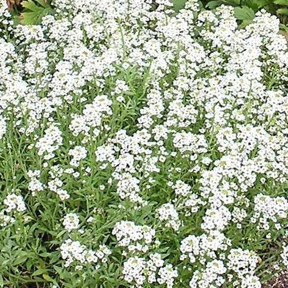 Winter Collection - Over 1500 Premium Hybrid Seeds of Nemesia, Eschschoitzia, Ipomoea, Papaver Mix, Godetia, Dianthus & Allysum White