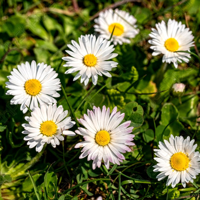 Winter Flower Garden Combo  -  More Than 1500 Premium Hybrid Seeds of Bellis (English Daisy), Phlox, Clarkia, Verbena, Salvia, Gazania & Nemesia