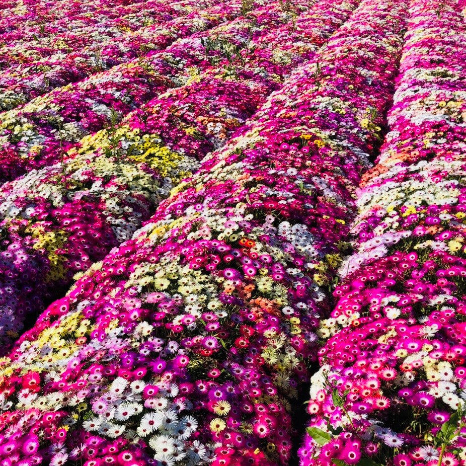 100 Premium Seeds of Mesembryanthemum Mix (Burf) Flowers