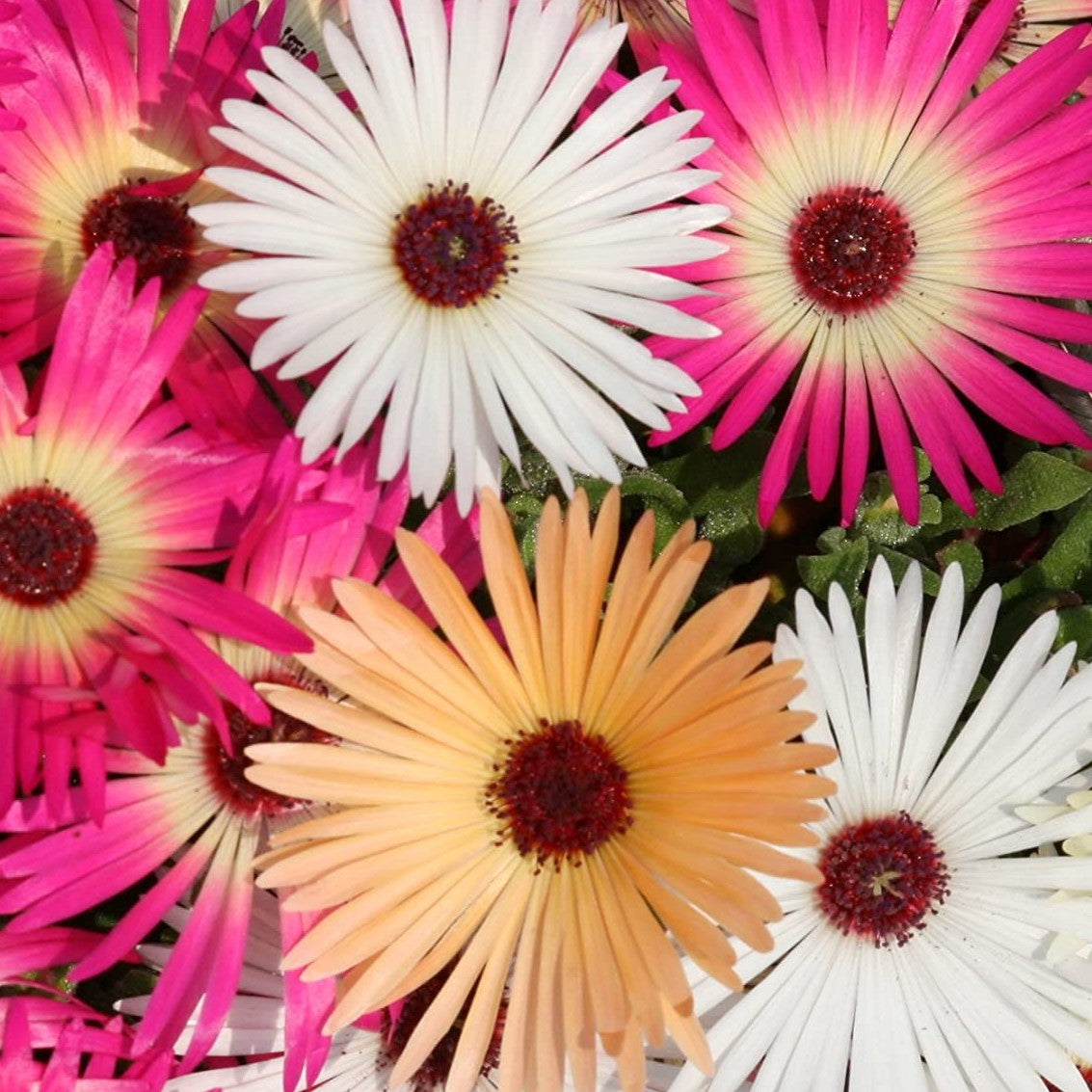 100 Premium Seeds of Mesembryanthemum Mix (Burf) Flowers