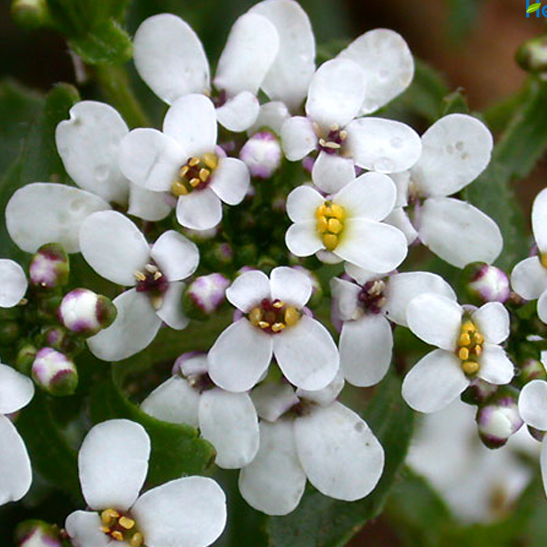 Products Premium Candytuft - Iberis Amara White 50 Flower Seeds