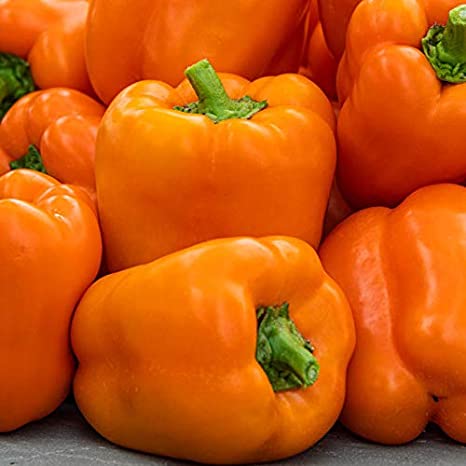 Premium Orange & Purple Capsicum Seeds (20 Seeds)