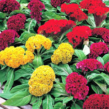 Premium Celosia Cockscomb (chood), Gaillardia & Cosmos Seeds (150 Seeds)