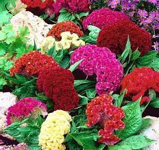 Premium Celosia Cockscomb (chood), Gaillardia, Sunflower Teddy Bear & Cosmos Seeds (About 200 Seeds)