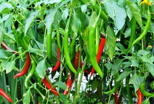 Premium Chili Sadabahaar Seeds( 50 Seeds)