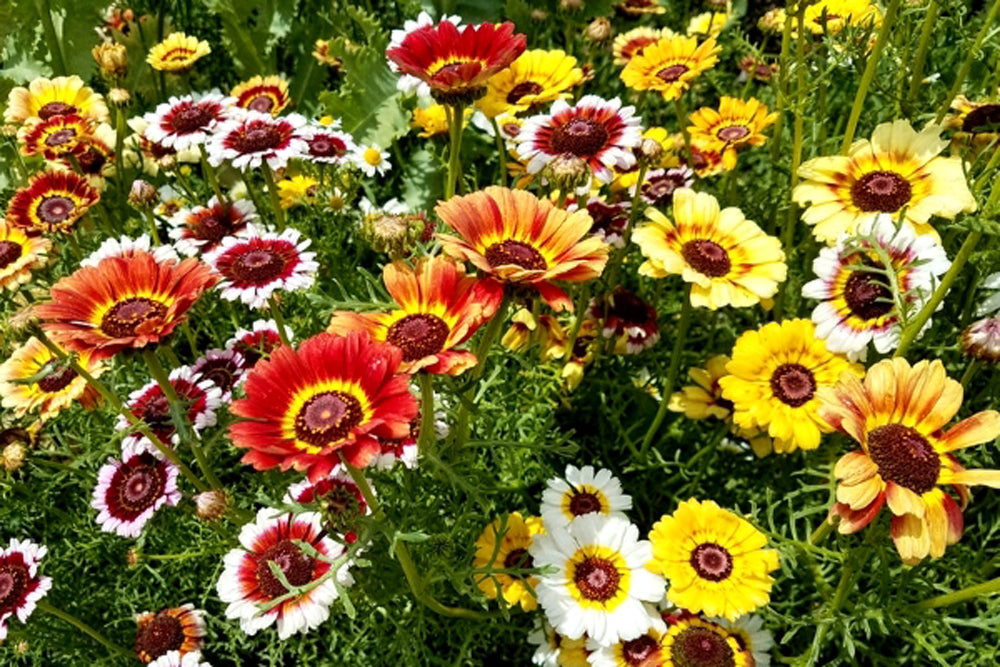 Guldasta Flowers Seeds Pack - Over 2000 Seeds of Godetia, Calendula, Gazania, Iceland Poppy, Nemesia, Chrysanthemum, Phlox, Cosmos, Zinnia Dahlia, Marigold Kolkata Round Ball, Marigold Yellow, Marigold Orange