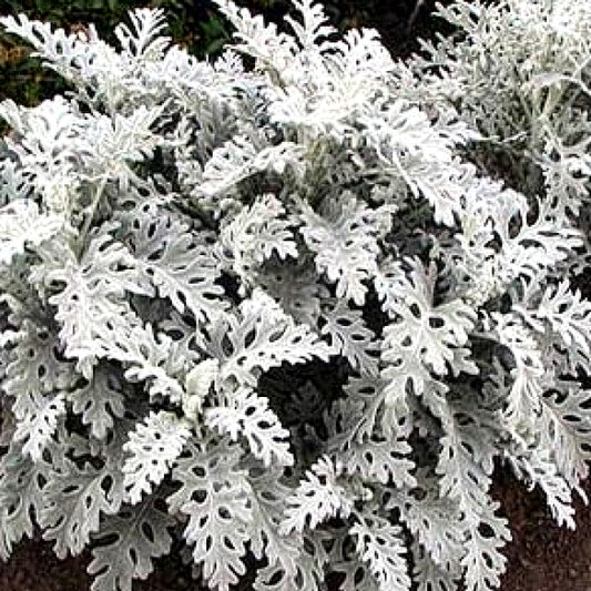 50 Premium Seeds of Cineraria Maritima Silverdust Decorative Leaves Plant