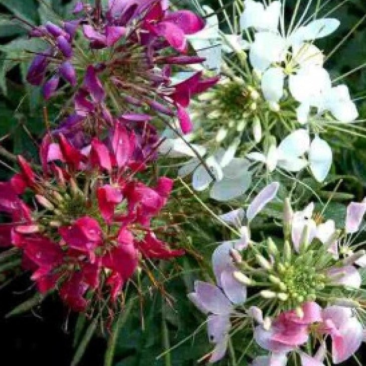 100 Premium Seeds of Cleome Spinosa Mixed Flowers