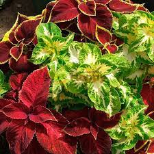 Premium Shade Loving COLEUS RAINBOW MIX Seeds ( 50 Seeds)