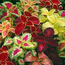 Premium Shade Loving COLEUS RAINBOW MIX Seeds ( 50 Seeds)