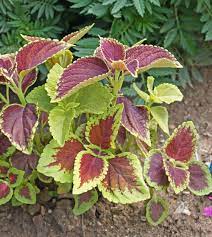 Premium Shade Loving COLEUS RAINBOW MIX Seeds ( 50 Seeds)