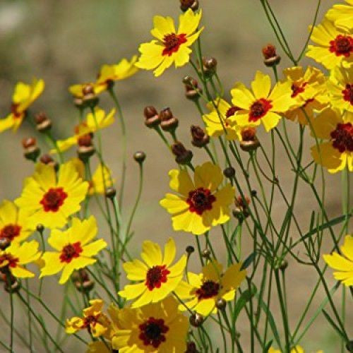 100 Premium Seeds Coreopsis Lanceolata Flower