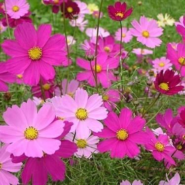 Premium Hybrid Cosmos Bipinnatus Sensations Mix and Sunflower Teddy Bear Seeds (100 Seeds)