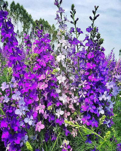 50 Open Pollinated Seeds of Delphinium Consolida Giant Imperial Mix Seeds