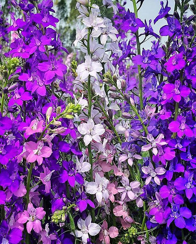 50 Open Pollinated Seeds of Delphinium Consolida Giant Imperial Mix Seeds