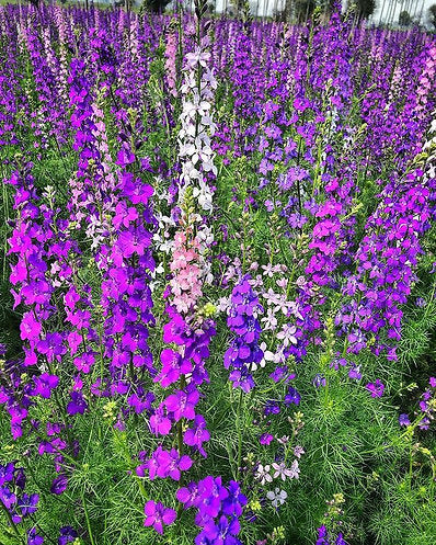 50 Open Pollinated Seeds of Delphinium Consolida Giant Imperial Mix Seeds