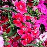 Winter Titli Special Collection - Over 400 Seeds of Dianthus, Aster, Nemesia, Calendula & Dahlia