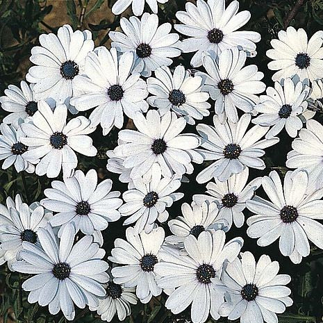 50 premium Seeds of Dimorphoteca Glistening White Flowers
