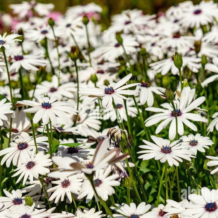 50 premium Seeds of Dimorphoteca Glistening White Flowers