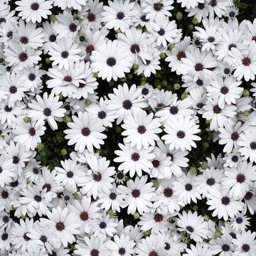 50 premium Seeds of Dimorphoteca Glistening White Flowers