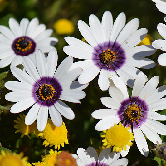 50 premium Seeds of Dimorphoteca Glistening White Flowers