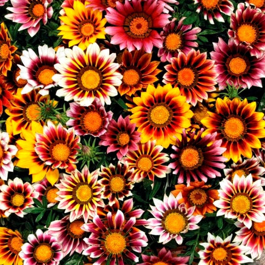 Winter Special Flower Seeds - 1500 Premium Hybrid Seeds of Gazania, Calendula, Salvia, Papaver Special Mix, Godetia, Dianthus & Phlox