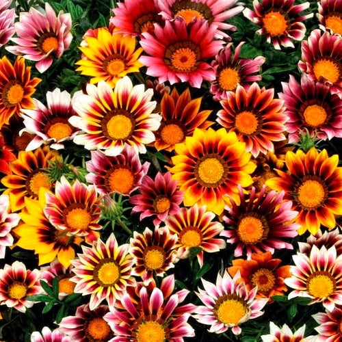 Premium Hybrid Seeds of Nemesia, Clarkia & Gazania (700 Seeds)