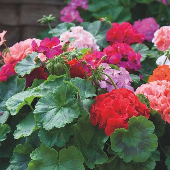 10 Premium Seeds of Geranium Mix (Pelargonium Colorama) Flowers