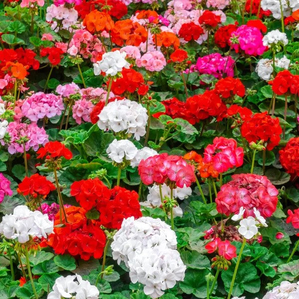 10 Premium Seeds of Geranium Mix (Pelargonium Colorama) Flowers